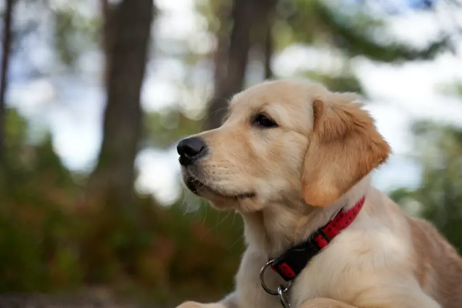 Golden Retrievers Heat Cycles