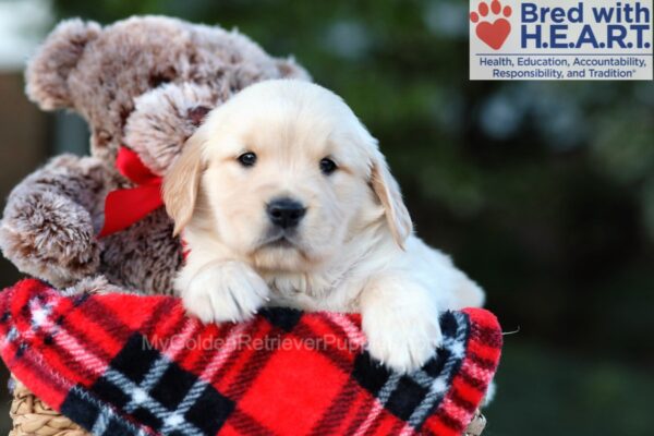 Image of Hope, a Golden Retriever puppy