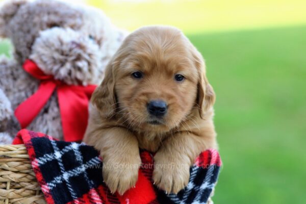 Image of Inky, a Golden Retriever puppy