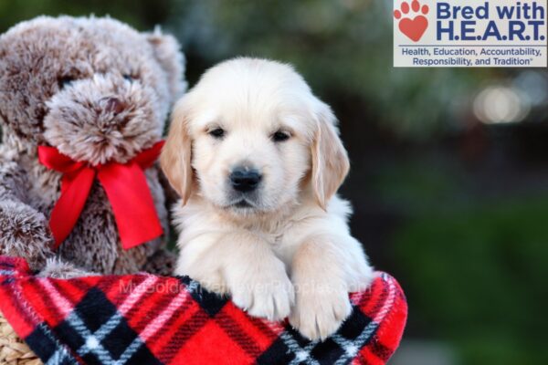 Image of Karson, a Golden Retriever puppy