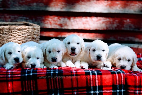 Image of 1st pick male, a Golden Retriever puppy