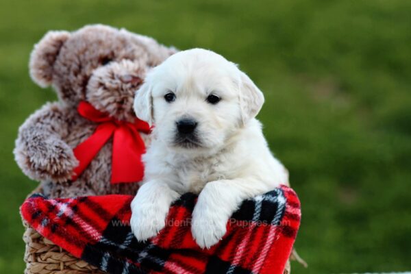 Image of Mitch, a Golden Retriever puppy
