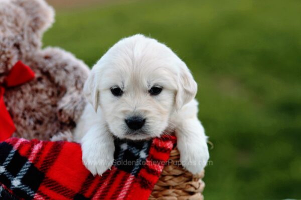 Image of Myrna, a Golden Retriever puppy