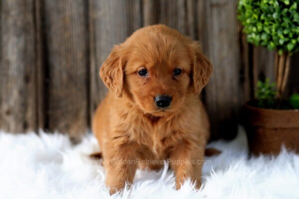 Image of Phoebe, a Golden Retriever puppy