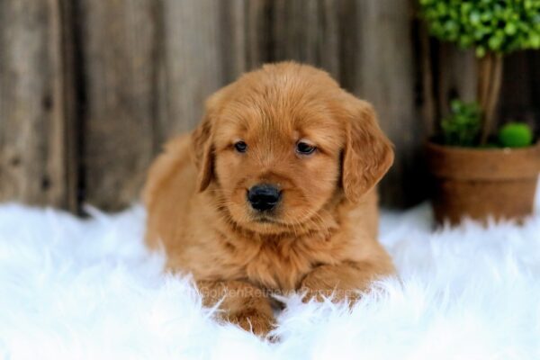 Image of Pluto, a Golden Retriever puppy