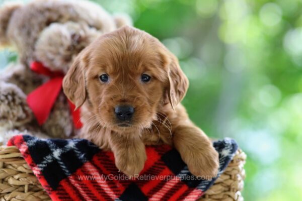 Image of Quana, a Golden Retriever puppy
