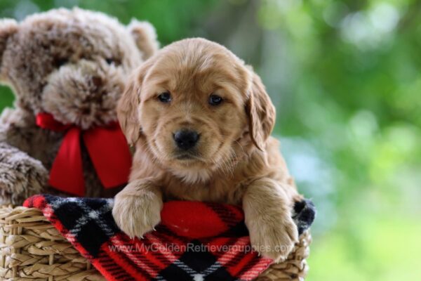 Image of Qwin, a Golden Retriever puppy