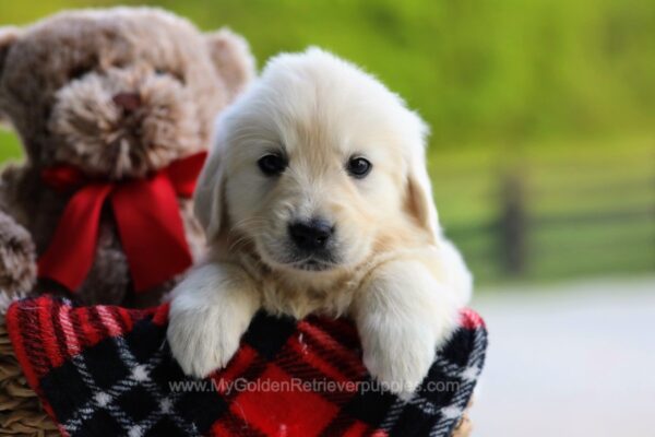 Image of Raya, a Golden Retriever puppy