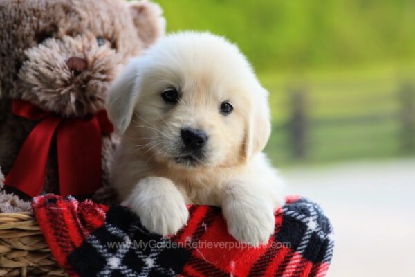Image of Remi, a Golden Retriever puppy
