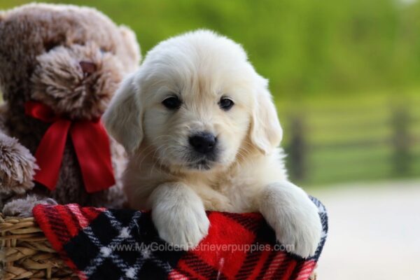 Image of Roxy, a Golden Retriever puppy