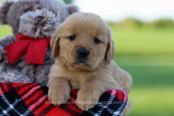 Image of Tessa, a Golden Retriever puppy