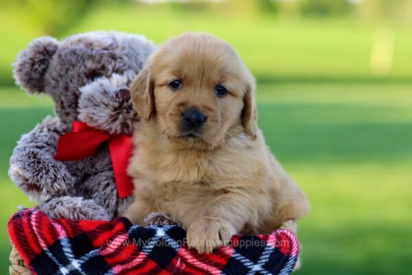 Image of Trixie, a Golden Retriever puppy