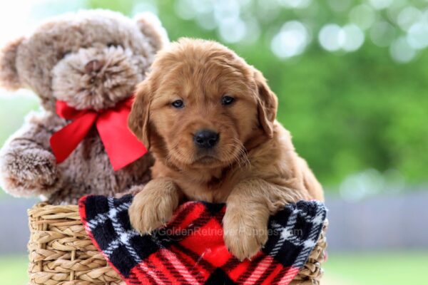 Image of Valerie, a Golden Retriever puppy