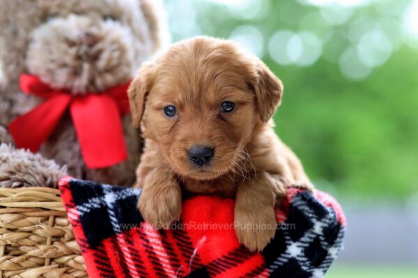 Image of Vanessa, a Golden Retriever puppy