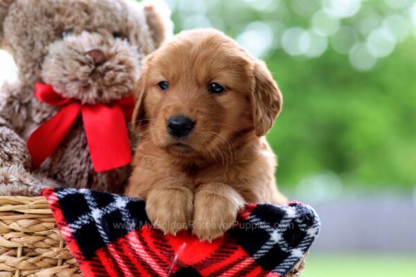 Image of Victoria, a Golden Retriever puppy
