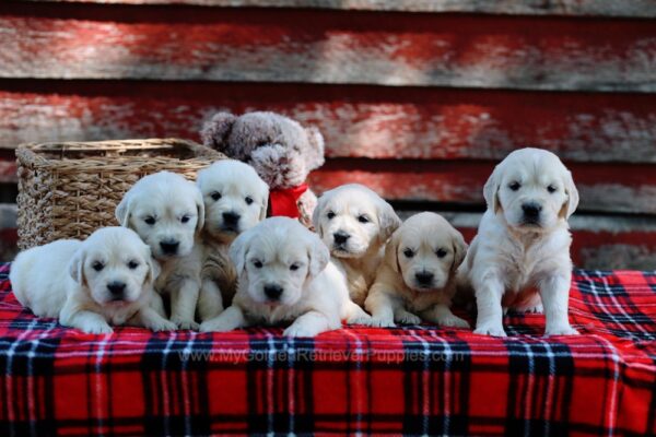 Image of 2nd Pick Female, a Golden Retriever puppy