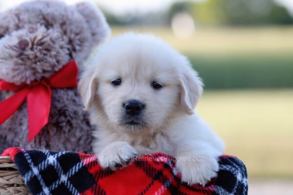 Image of Ace, a Golden Retriever puppy