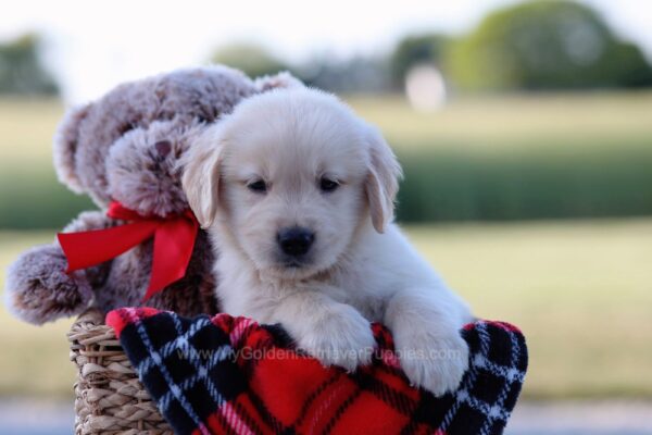 Image of Alex, a Golden Retriever puppy