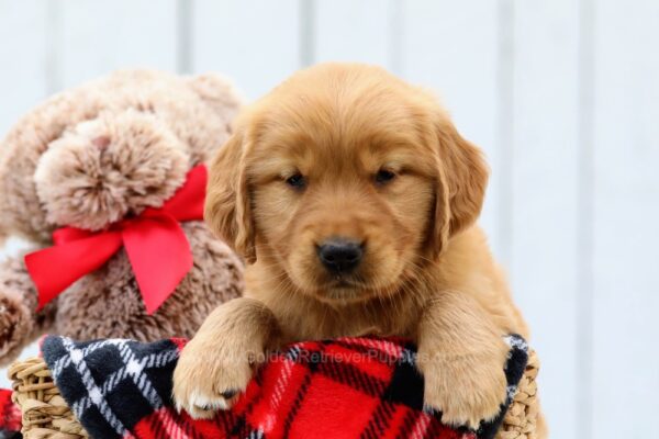 Image of Amber, a Golden Retriever puppy