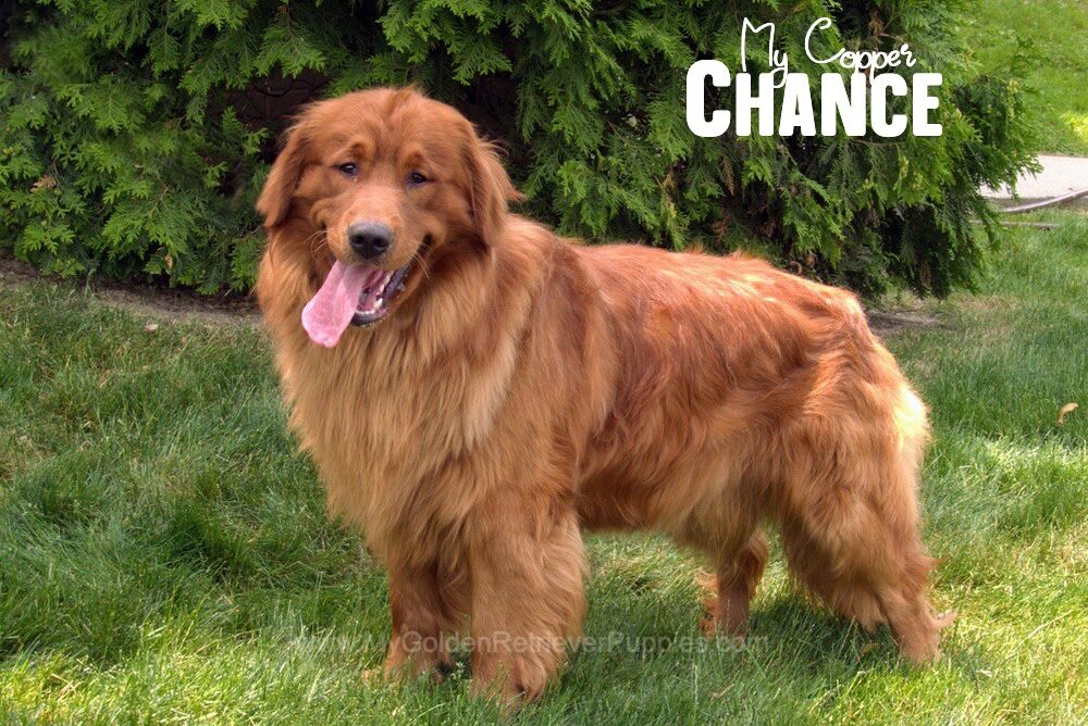 Copper sales golden retriever