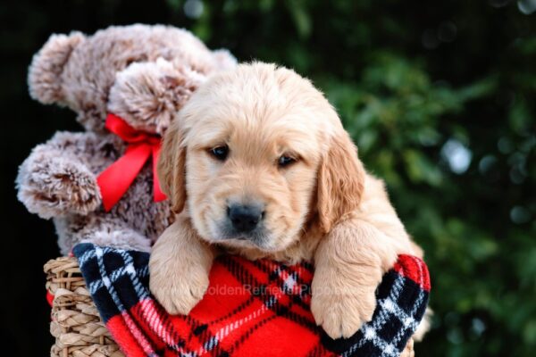 Image of Conner, a Golden Retriever puppy