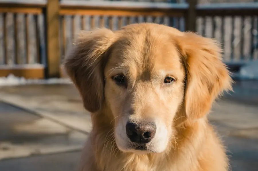 Crate size for Golden Retrievers