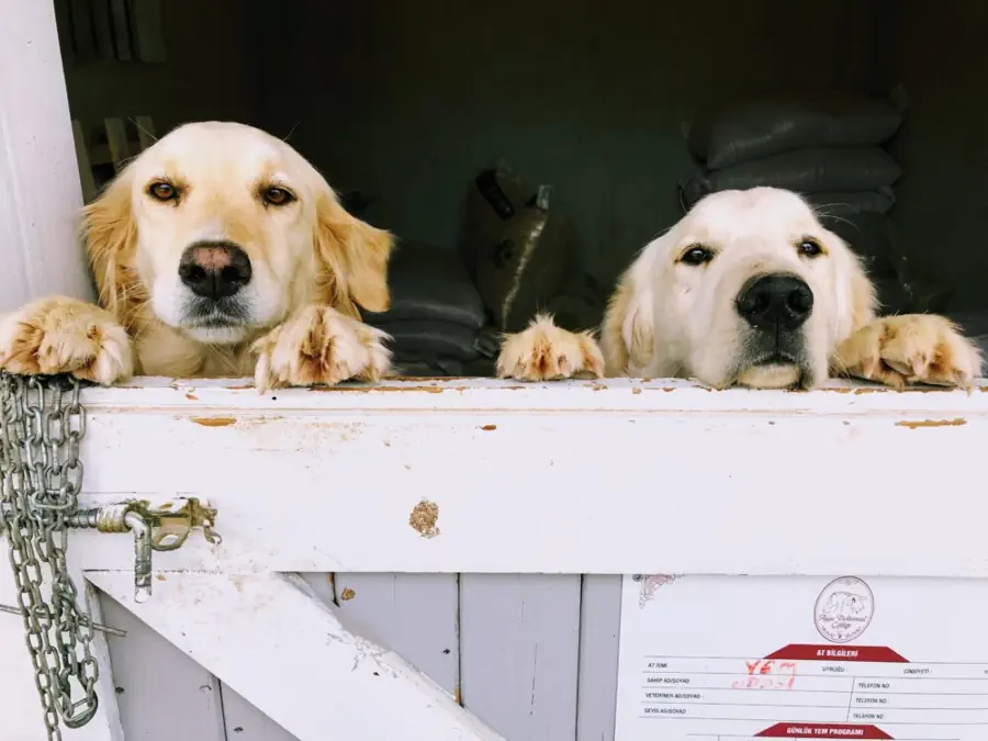 Golden Retriever Pros & Cons