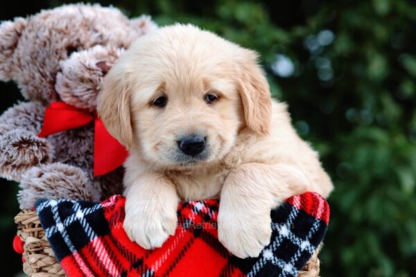 Image of Izzy, a Golden Retriever puppy