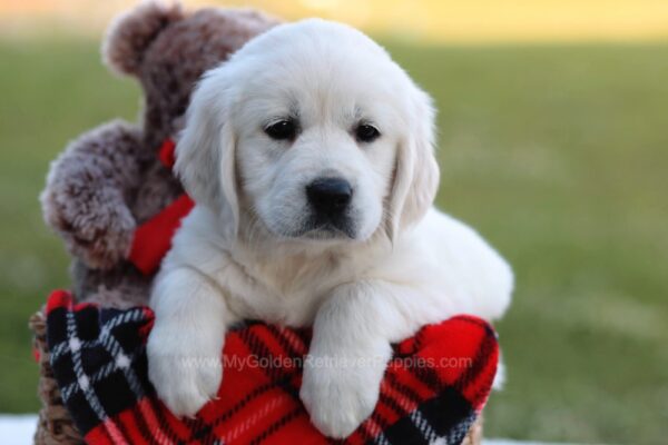 Image of Joyce, a Golden Retriever puppy