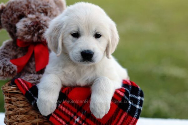 Image of Julie, a Golden Retriever puppy