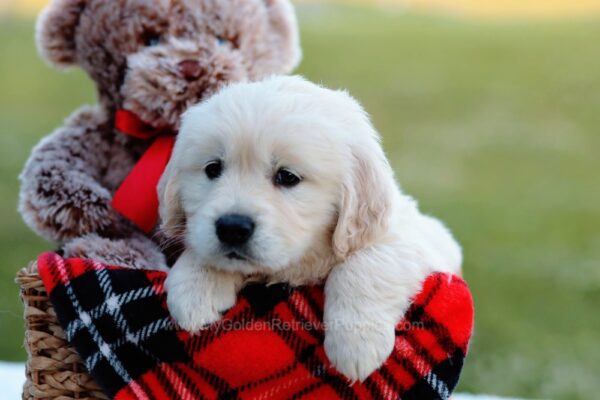 Image of Kami, a Golden Retriever puppy