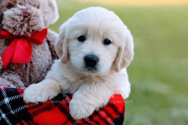 Image of Kane, a Golden Retriever puppy
