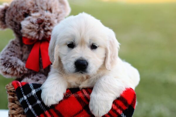 Image of Knuckles, a Golden Retriever puppy