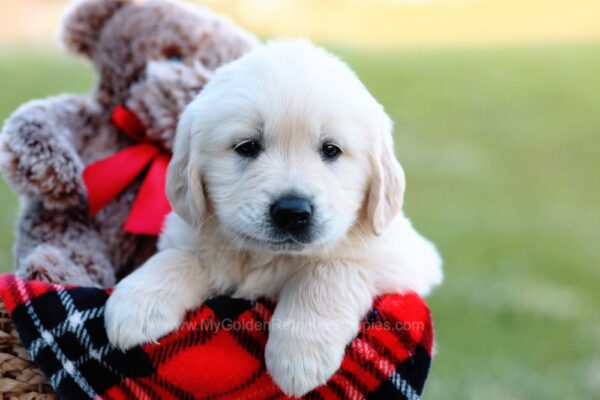 Image of Kobe, a Golden Retriever puppy