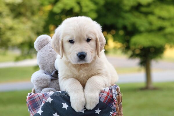 Image of Kruz, a Golden Retriever puppy