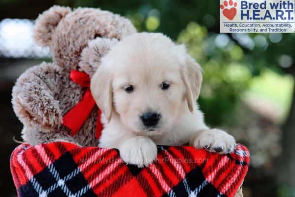 Image of Lane, a Golden Retriever puppy