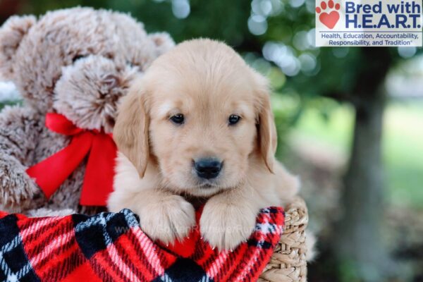 Image of Linden, a Golden Retriever puppy