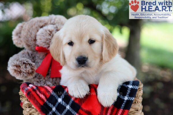Image of Mallory, a Golden Retriever puppy