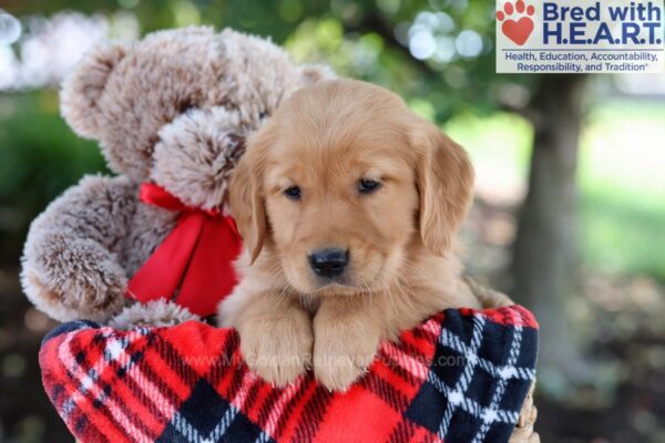 Image of Masey, a Golden Retriever puppy
