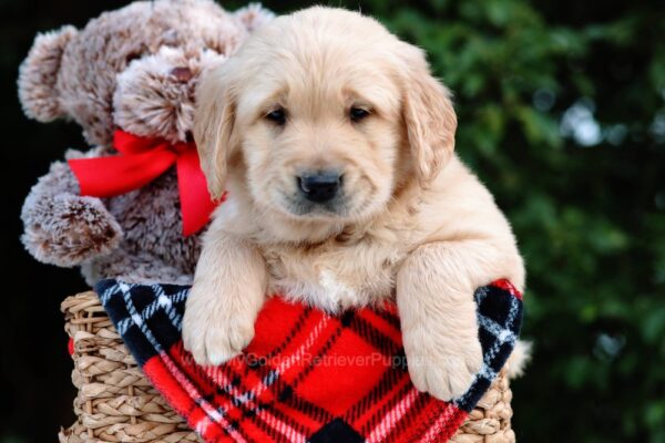 Image of Mason, a Golden Retriever puppy