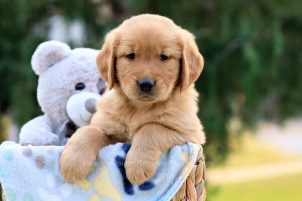 Image of Mason, a Golden Retriever puppy