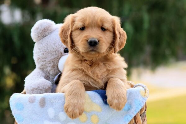 Image of Roxy, a Golden Retriever puppy