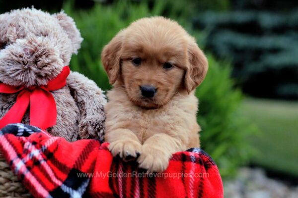 Image of Tess, a Golden Retriever puppy