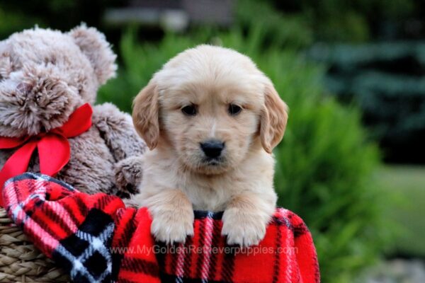 Image of Theo, a Golden Retriever puppy