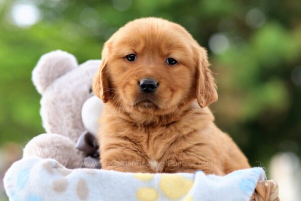 Image of Toby, a Golden Retriever puppy