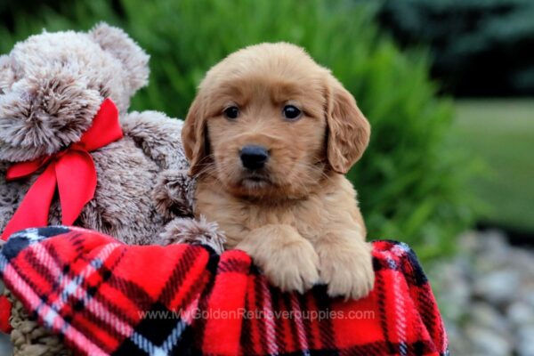 Image of Tony, a Golden Retriever puppy