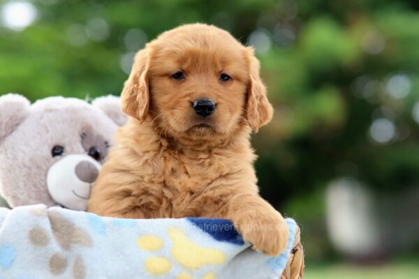 Image of Tori, a Golden Retriever puppy