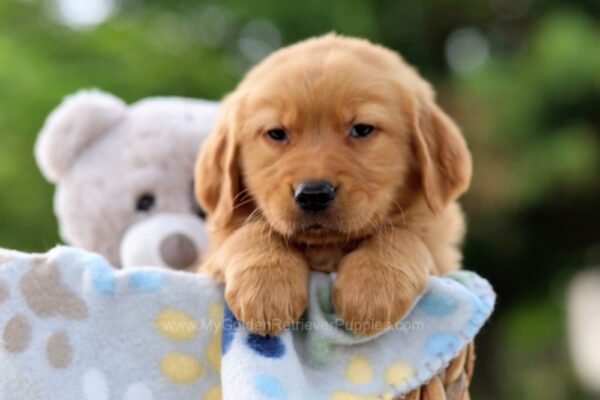 Image of Tramp, a Golden Retriever puppy