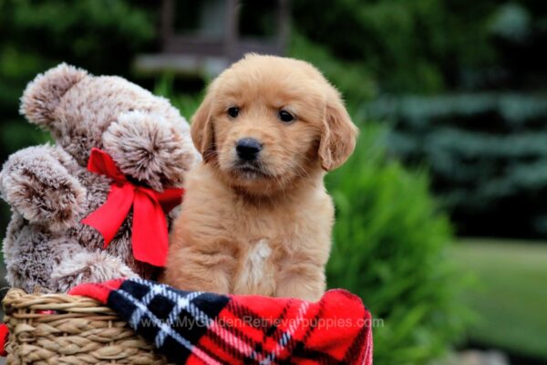 Image of Trevor, a Golden Retriever puppy