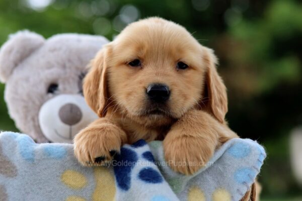 Image of Trinity, a Golden Retriever puppy